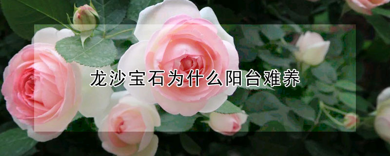 龍沙寶石為什么陽臺(tái)難養(yǎng)