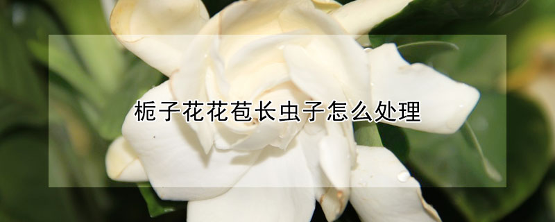 梔子花花苞長蟲子怎么處理