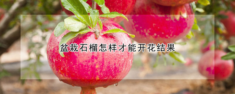 盆栽石榴怎樣才能開花結果