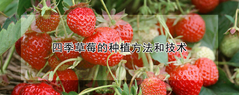 四季草莓的種植方法和技術(shù)