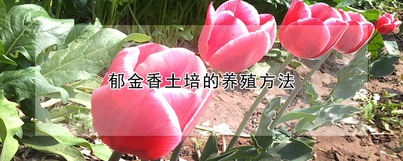 郁金香土培的養殖方法