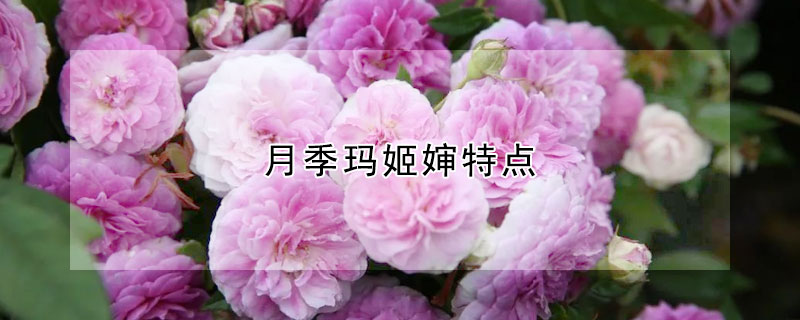 月季瑪姬嬸特點(diǎn)