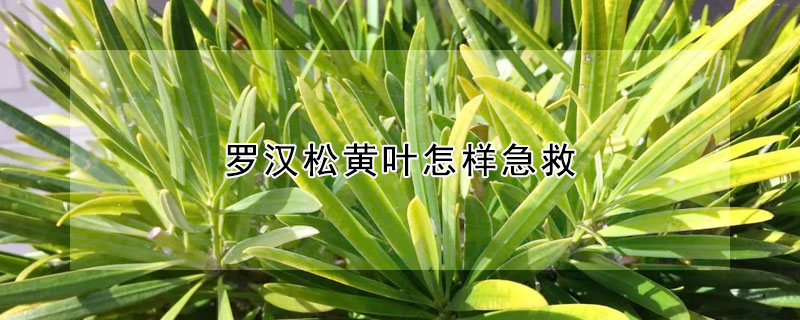 羅漢松黃葉怎樣急救