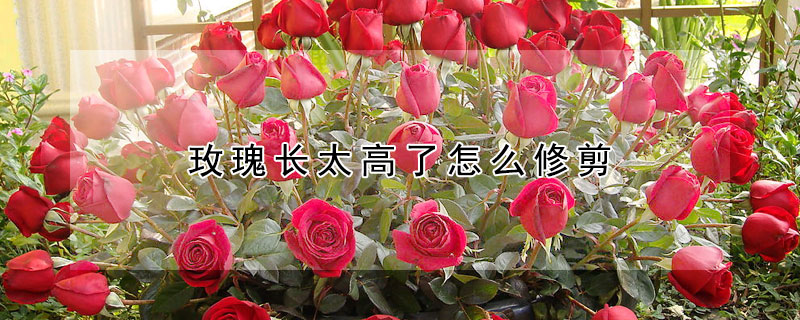 玫瑰長(zhǎng)太高了怎么修剪