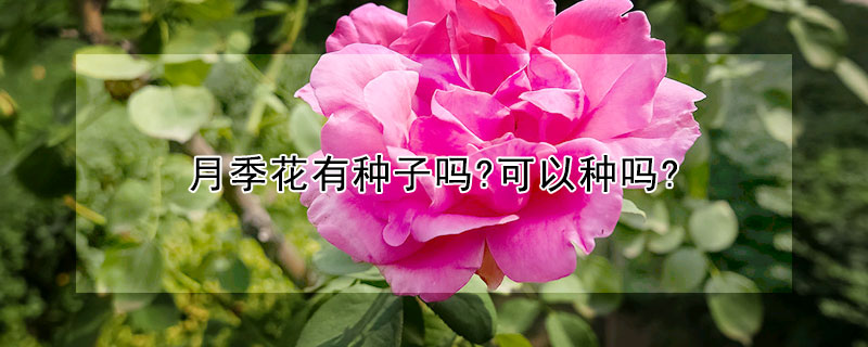 月季花有種子嗎?可以種嗎?
