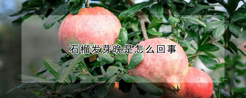 石榴發芽晚是怎么回事