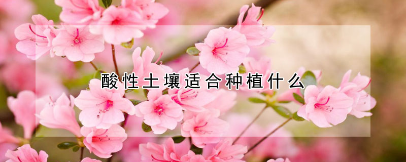 酸性土壤適合種植什么