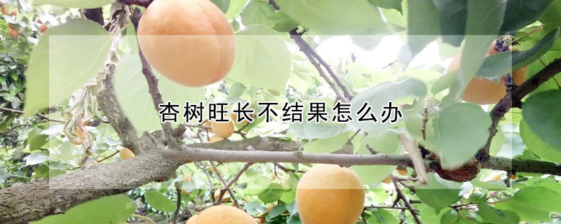 杏樹旺長不結果怎么辦