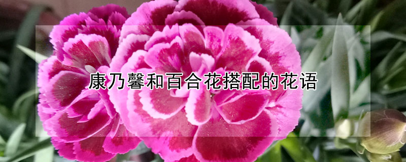 康乃馨和百合花搭配的花語(yǔ)