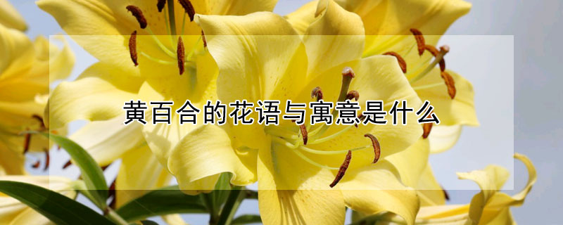 黃百合的花語(yǔ)與寓意是什么