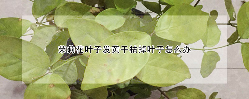 茉莉花葉子發黃干枯掉葉子怎么辦
