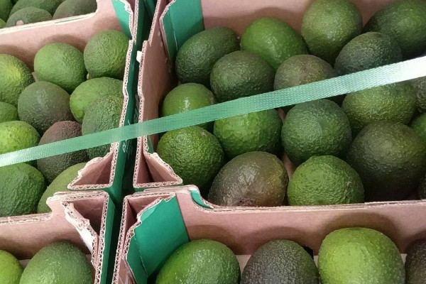 牛油果生長在什么地方