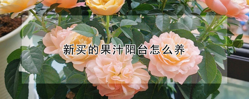 新買的果汁陽臺怎么養