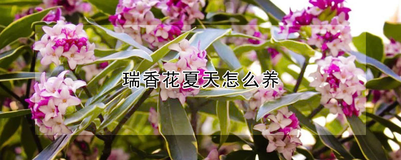 瑞香花夏天怎么養(yǎng)