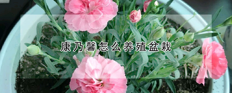康乃馨怎么養殖盆栽