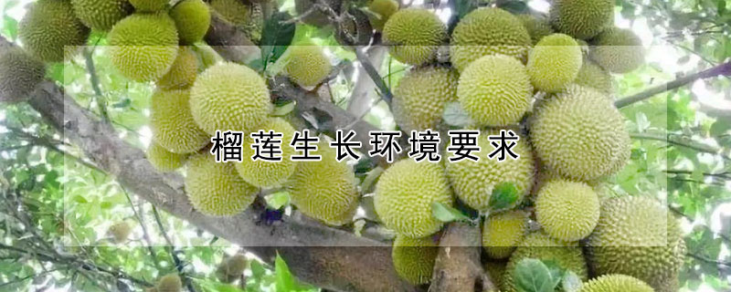 榴蓮生長(zhǎng)環(huán)境要求