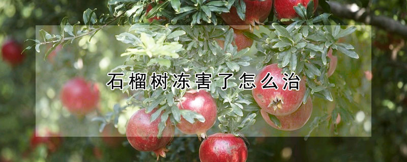 石榴樹凍害了怎么治