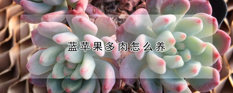 藍蘋果多肉怎么養