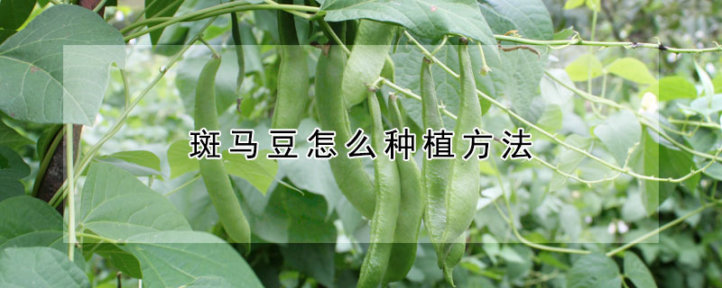斑馬豆怎么種植方法