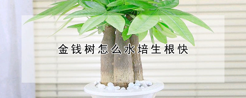 金錢樹怎么水培生根快