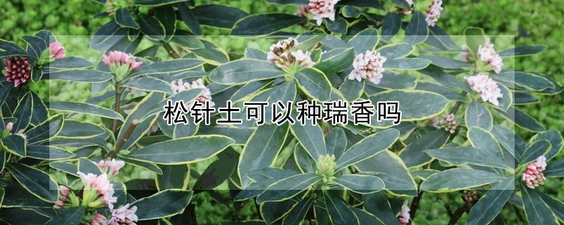 松針土可以種瑞香嗎