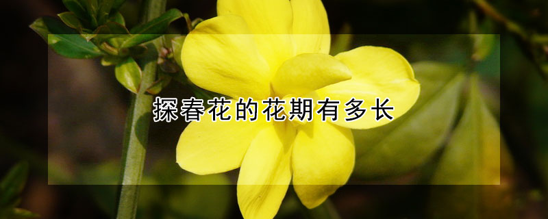 探春花的花期有多長