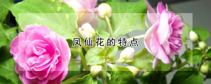 鳳仙花的特點(diǎn)
