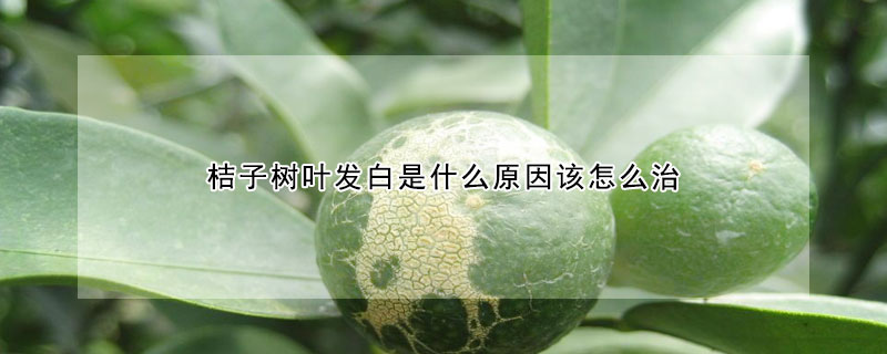 桔子樹葉發白是什么原因該怎么治