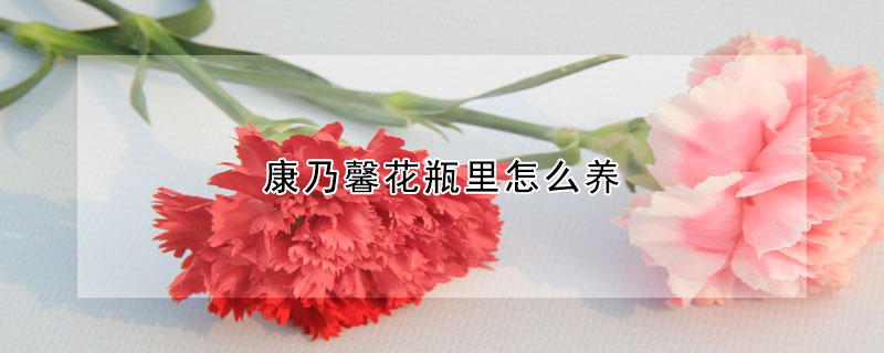 康乃馨花瓶里怎么養