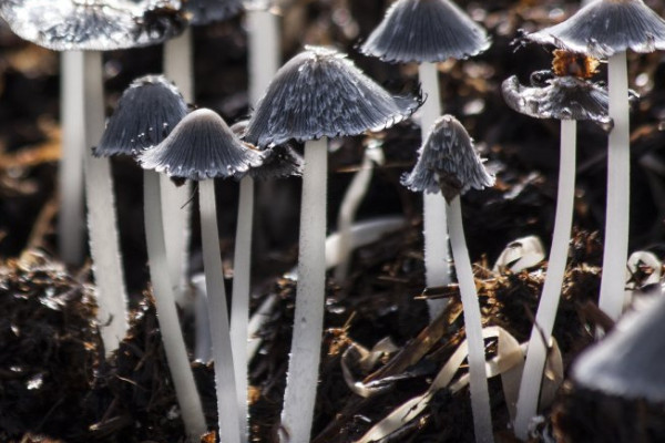蘑菇怎么種植方法