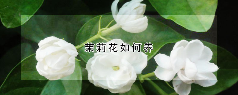 茉莉花如何養