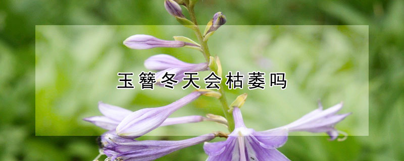 玉簪冬天會枯萎嗎