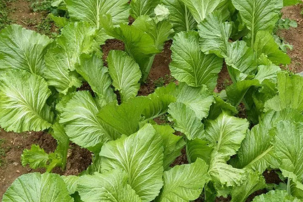 芥菜種植時間和方法