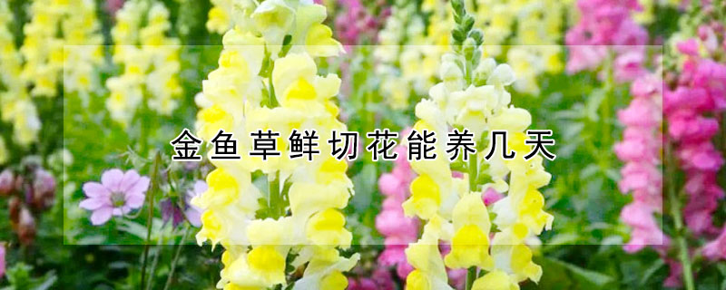 金魚草鮮切花能養幾天