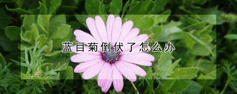 藍目菊倒伏了怎么辦