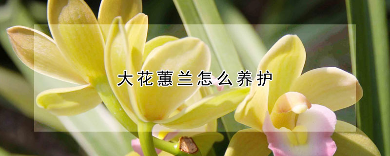 大花蕙蘭怎么養護