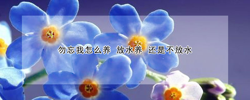 勿忘我怎么養 放水養 還是不放水