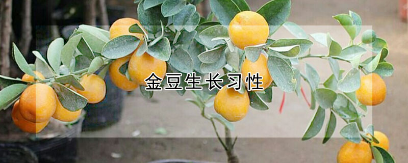 金豆生長習性