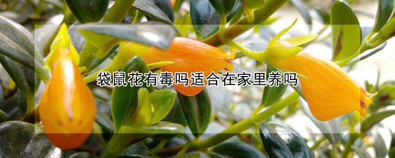袋鼠花有毒嗎適合在家里養(yǎng)嗎