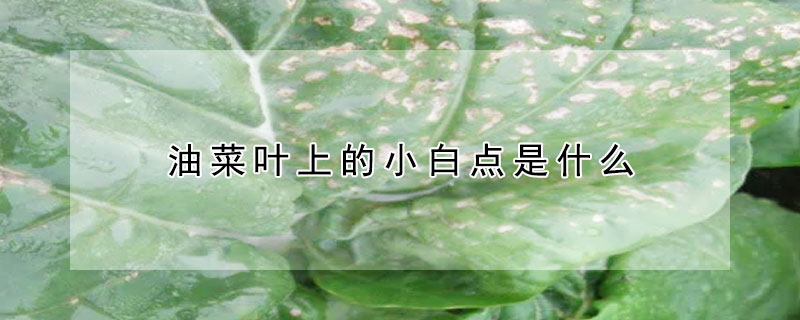油菜葉上的小白點(diǎn)是什么