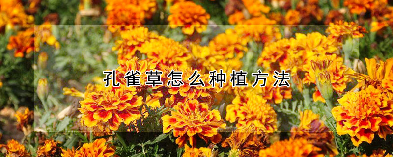 孔雀草怎么種植方法