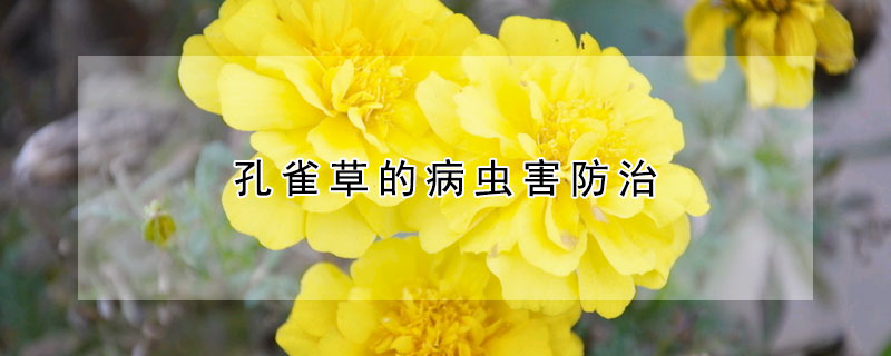 孔雀草的病蟲害防治