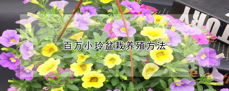 百萬小玲盆栽養殖方法