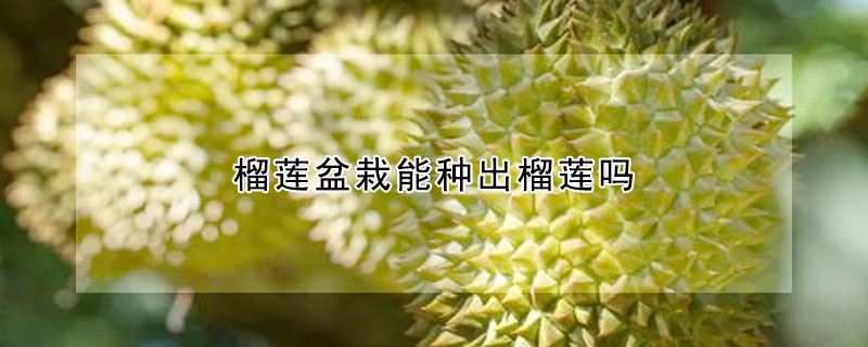 榴蓮盆栽能種出榴蓮嗎