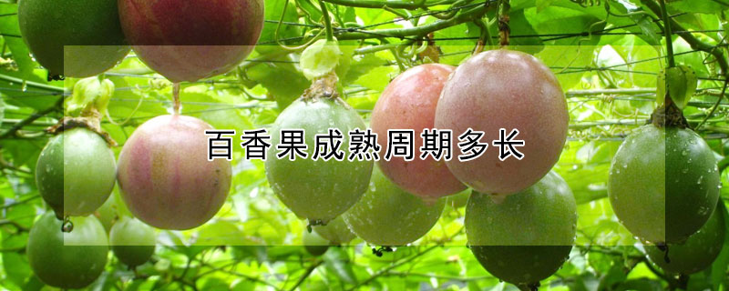 百香果成熟周期多長(zhǎng)