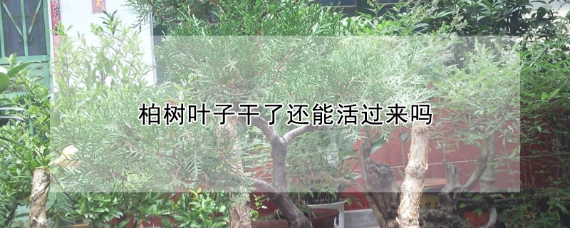 柏樹葉子干了還能活過來嗎