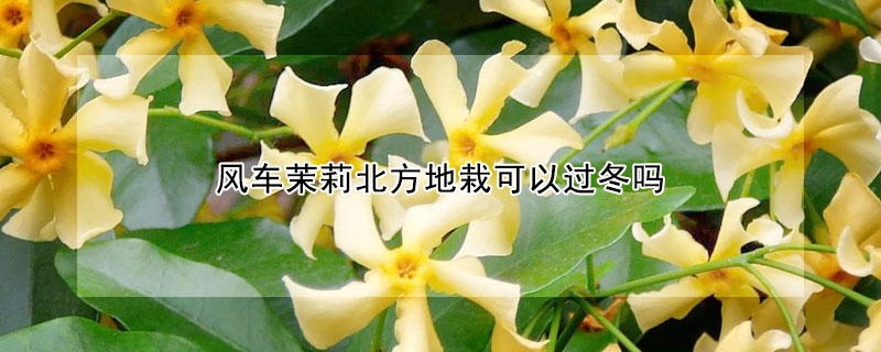 風車茉莉北方地栽可以過冬嗎