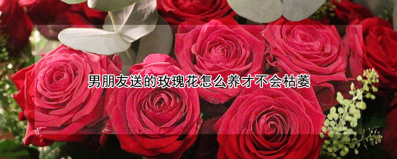 男朋友送的玫瑰花怎么養才不會枯萎