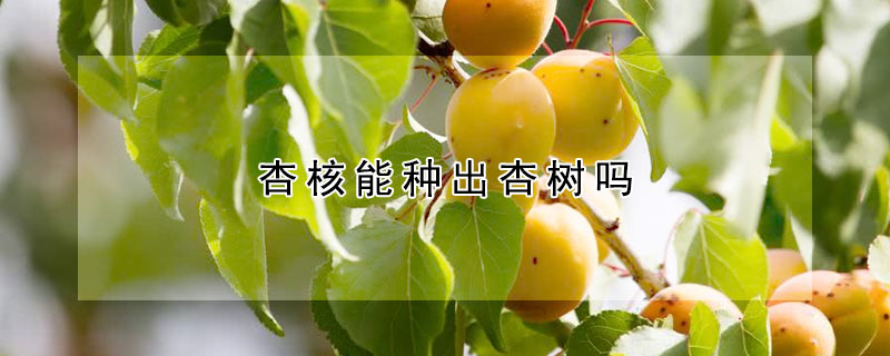 杏核能種出杏樹嗎