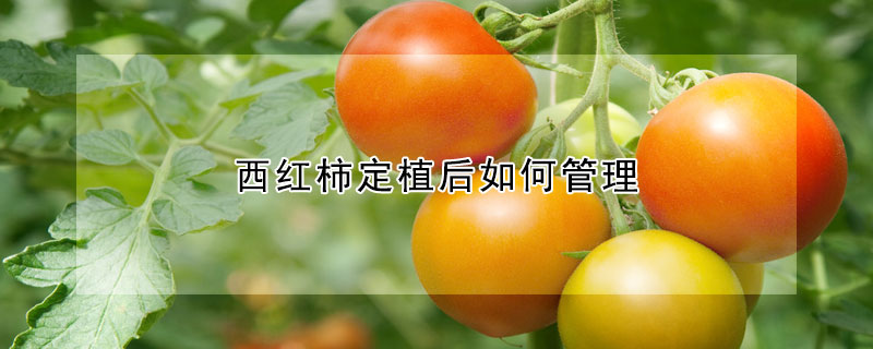 西紅柿定植后如何管理